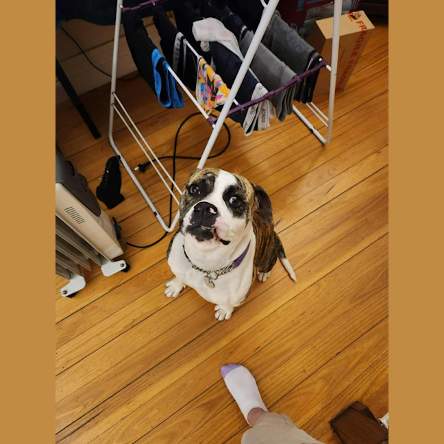 Photo of Lollie