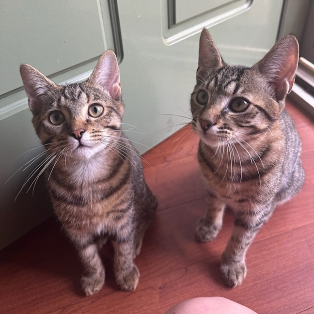 Photo of Macaroni