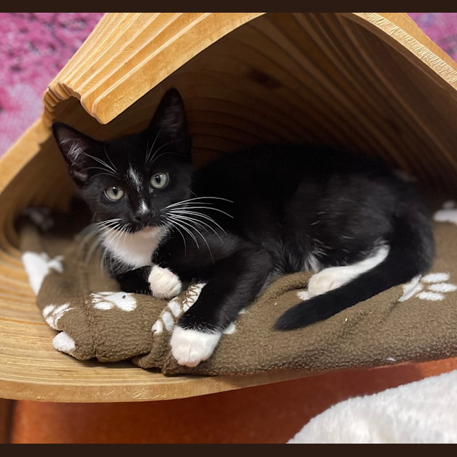 Photo of Alder