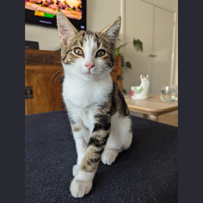 Photo of Ross Golden