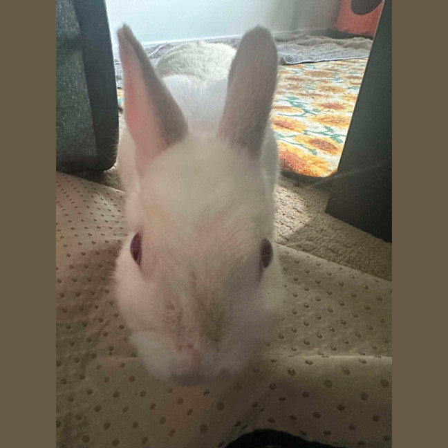 Photo of Anna Bella & Calyspo