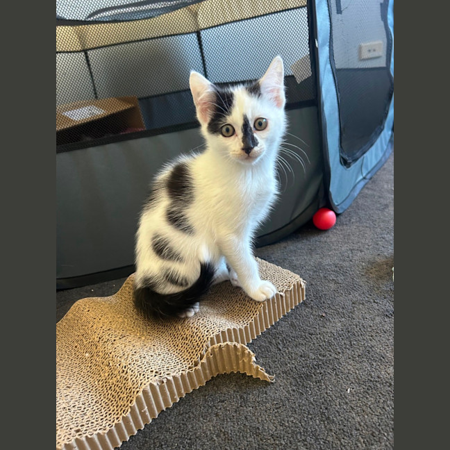 Photo of Skittles And Parkway 😸