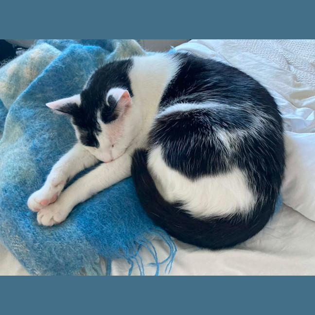 Photo of Little Guy   In Foster In Care In Brunswick East