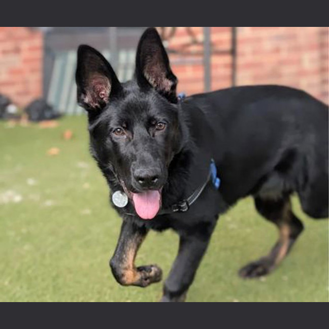 Photo of Bramble