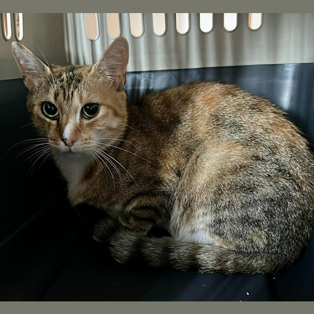 Photo of Tia Torrens