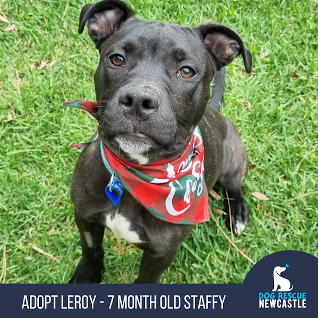 Photo of Leroy   7 Month Old Staffy