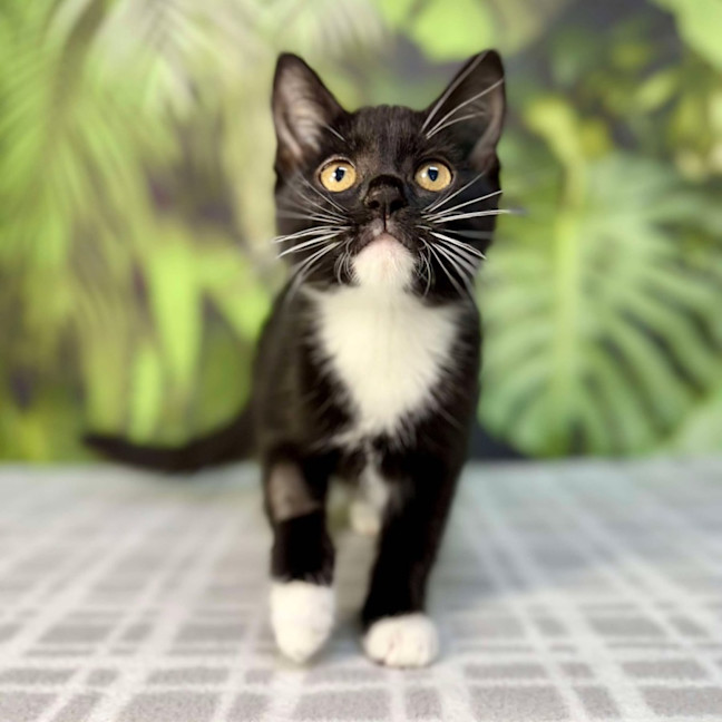 Photo of Pixie   Located In Frankston