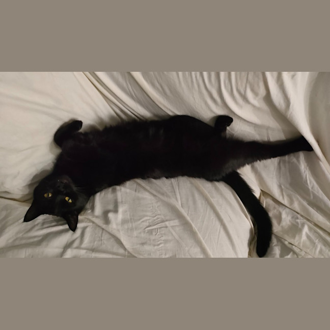 Photo of Bagheera