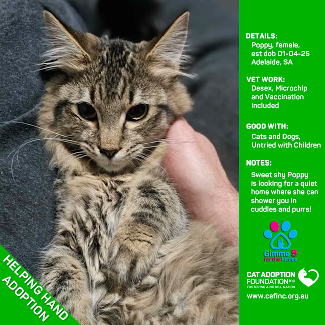 Photo of Helping Hand Adoption   Poppy!