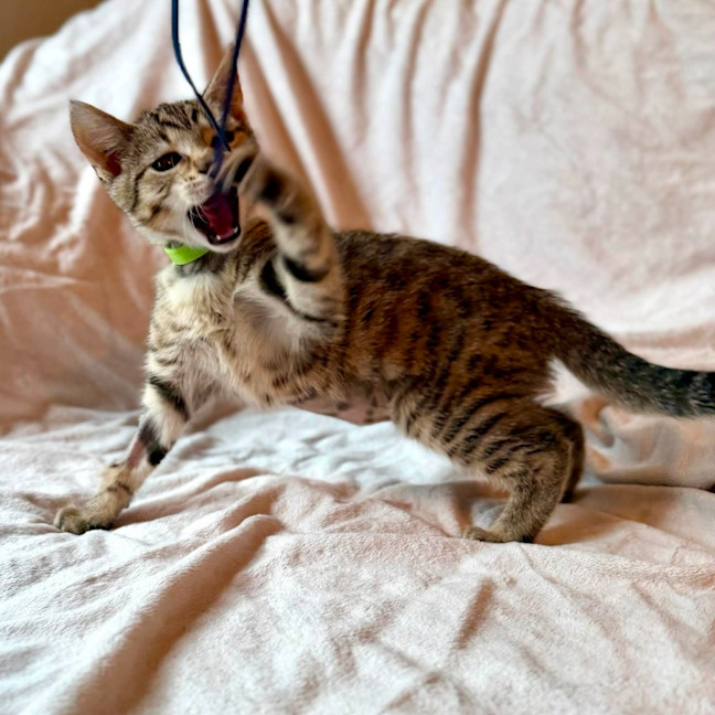 Photo of Muffin   In Foster Care In Fitzroy North