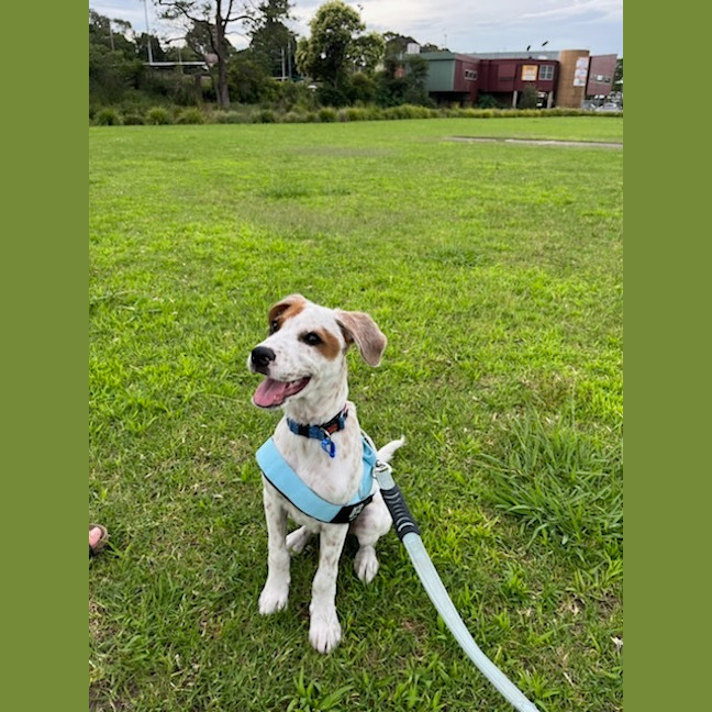 Photo of Colt