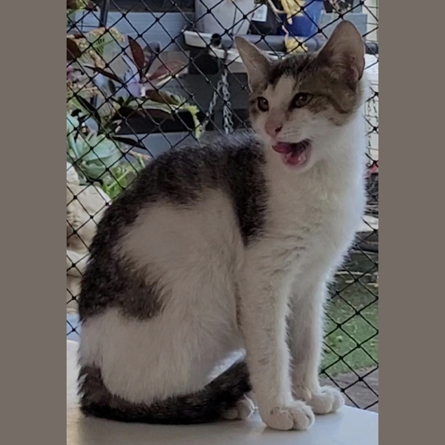 Photo of Patch