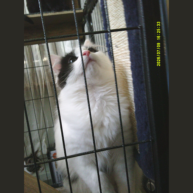 Photo of Munchkin Barclay