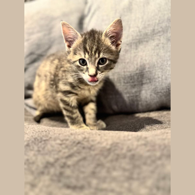 Photo of Freaking Freddie