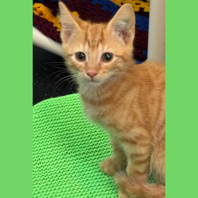 Photo of Wilt (Jaffa)