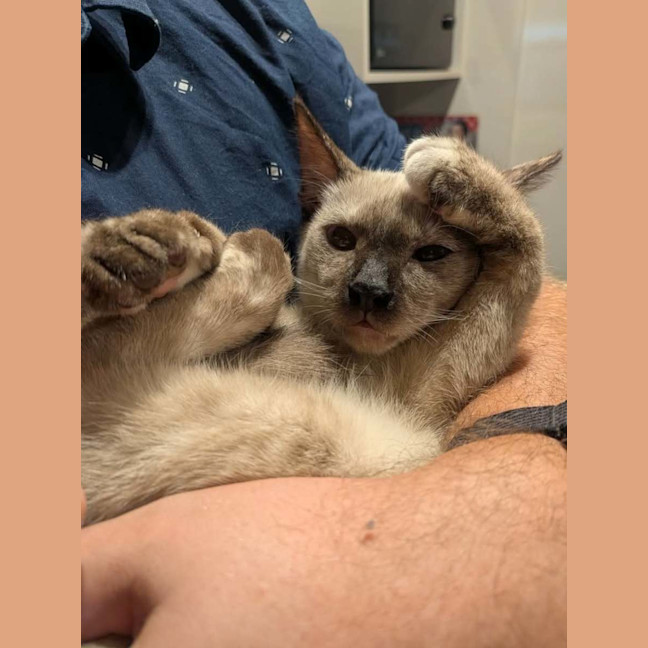 Photo of Poppy