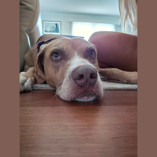 Photo of Bonnie   7 Year Old Ridgeback X