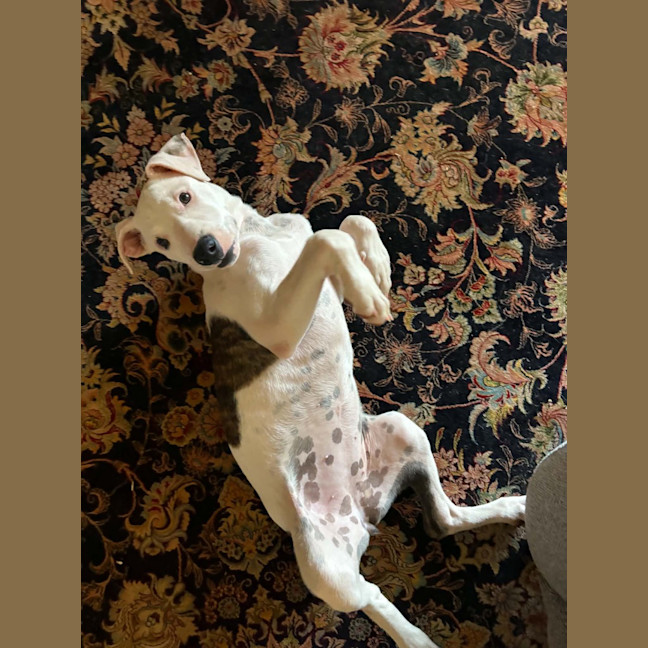 Photo of Jetta