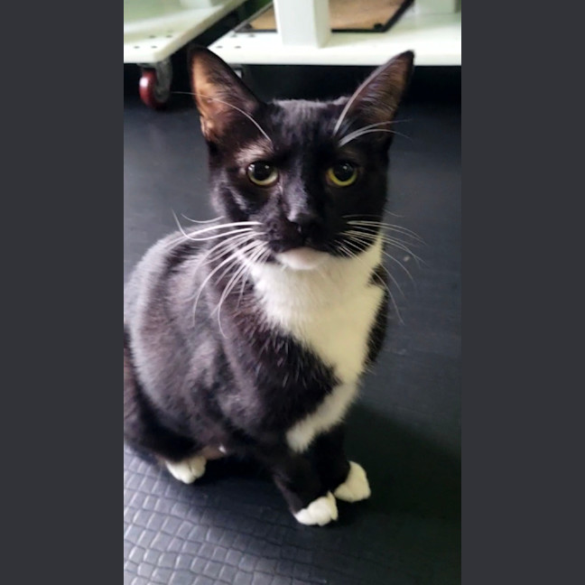 Photo of Ivy (Bonded With Peppy)