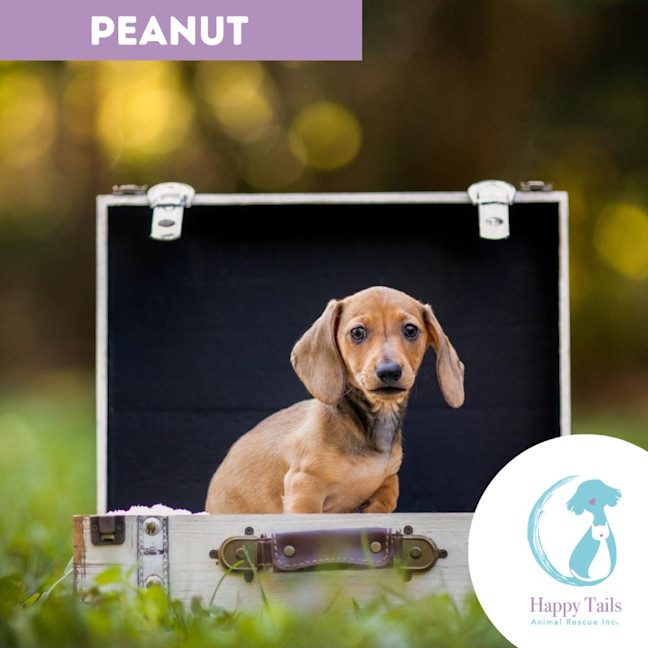 Photo of Peanut