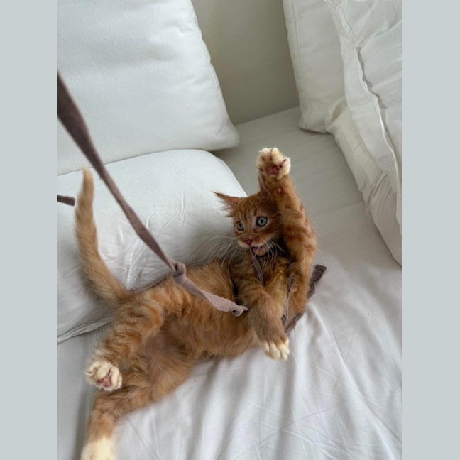 Photo of Wallaby & Wombat