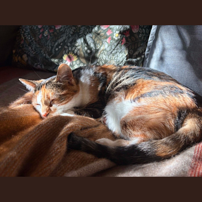 Photo of Cindy Clawford