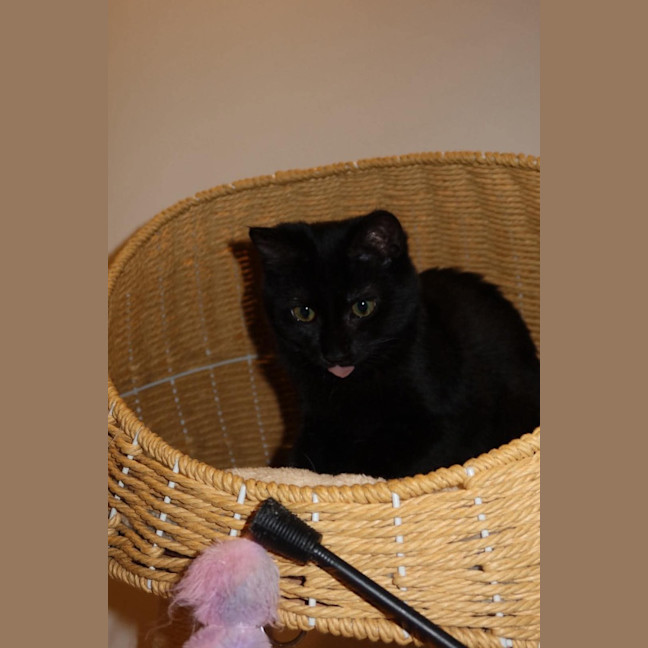 Photo of Velvet