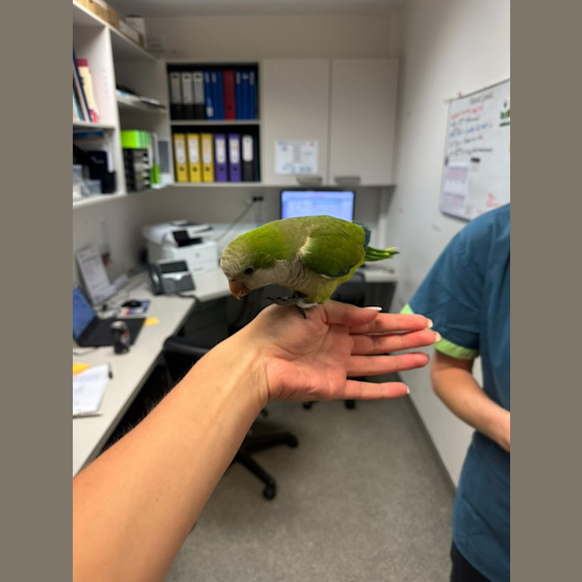 Photo of Quaker Bird