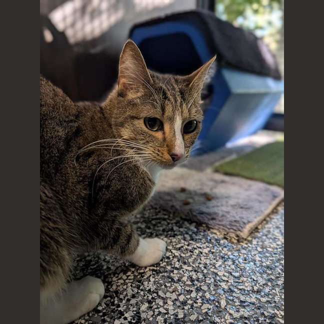 Photo of Soxy