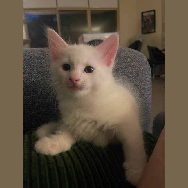 Photo of Sora