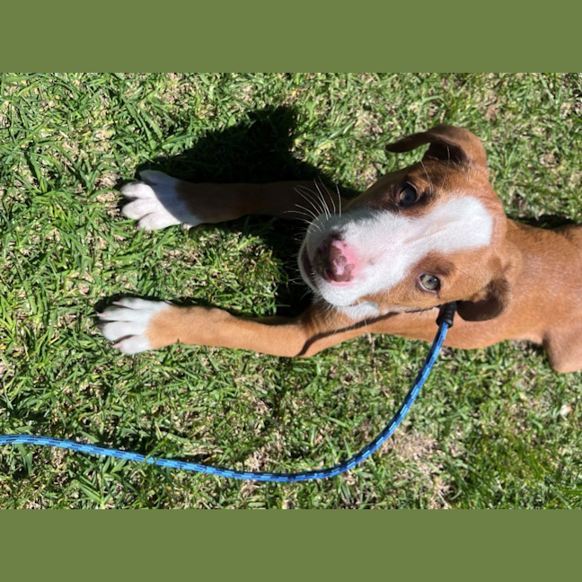 Photo of Finn