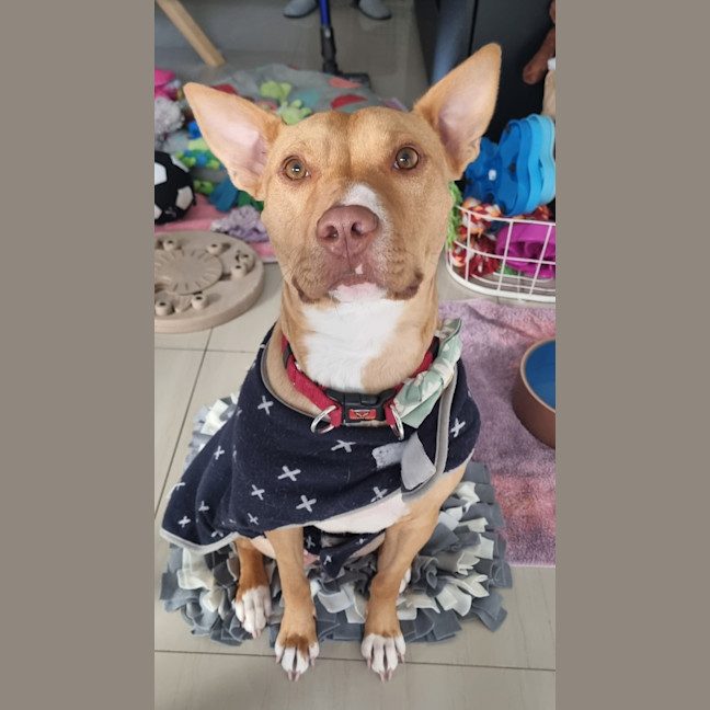 Photo of Peanut