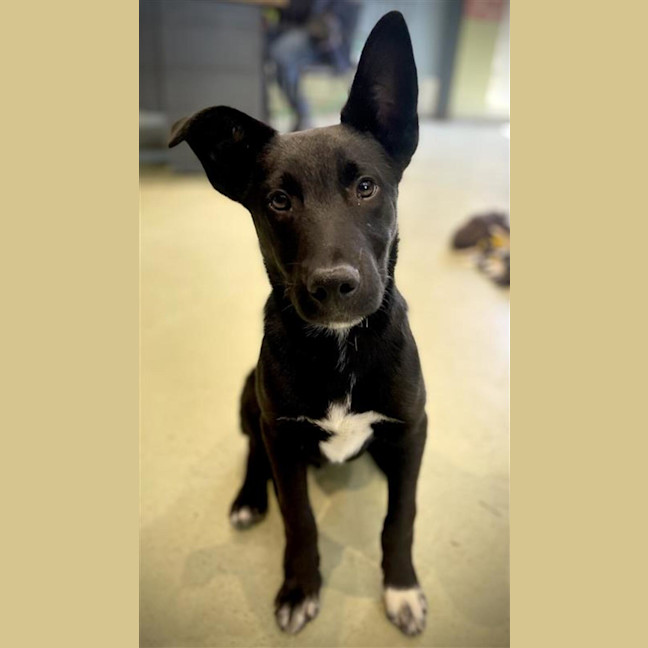 Photo of Bugsy