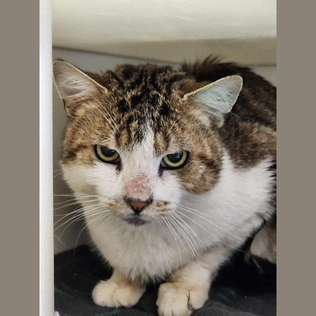 Photo of 🍏 Boomer 6440 🍏