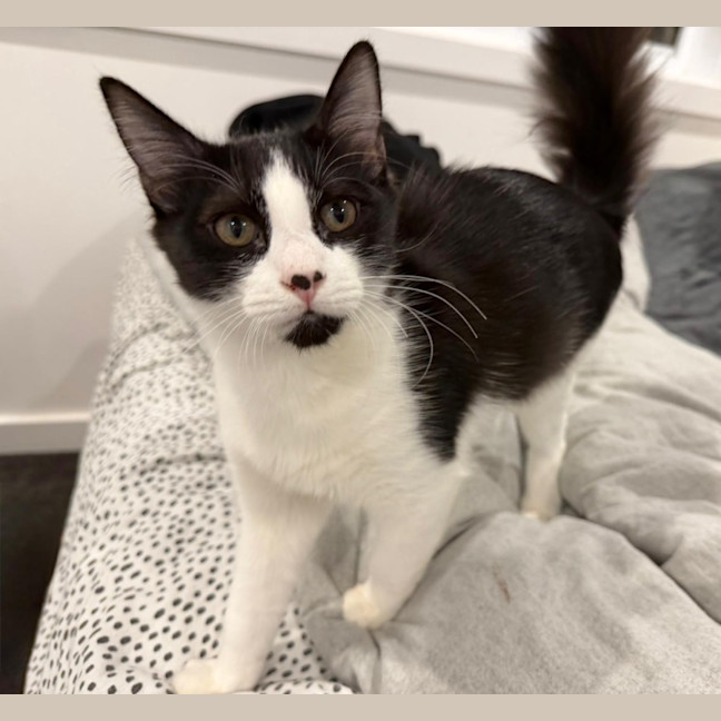 Photo of Cookie