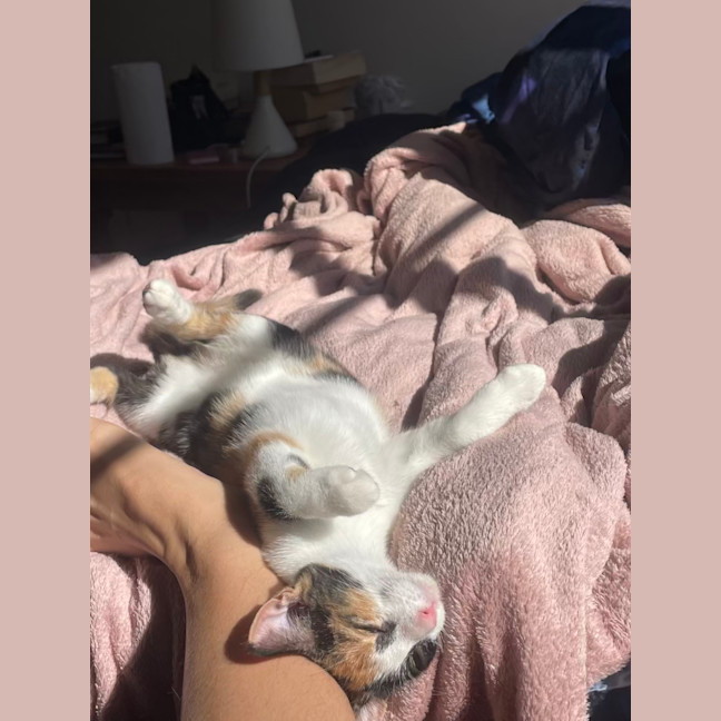 Photo of Peach