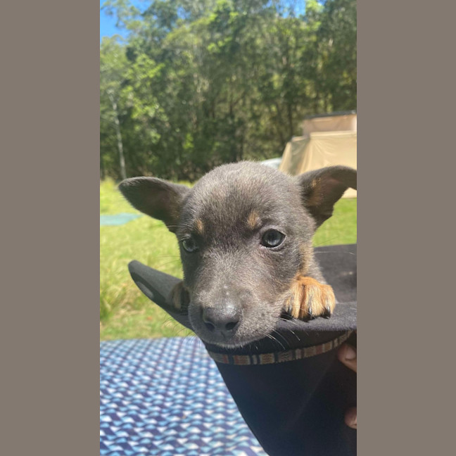 Photo of Pepper   8 Week Old Kelpie X (Trial)