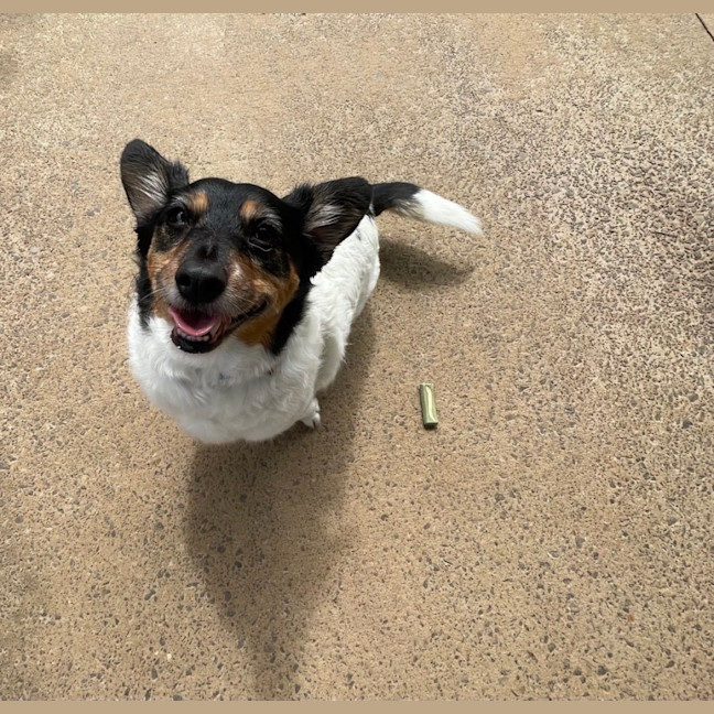 Photo of Gogo