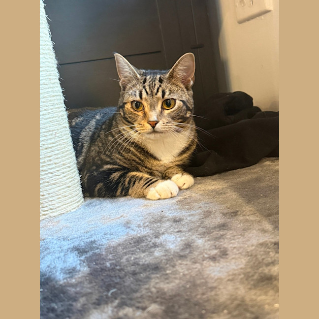 Photo of Sphinx
