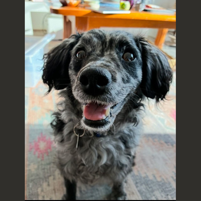 Photo of Buddy