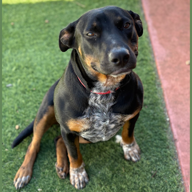 Photo of Posy