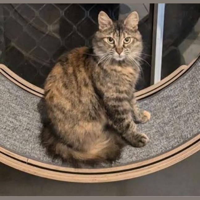 Photo of Fluffy