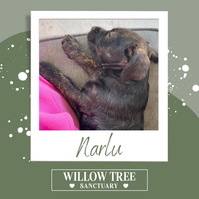 Photo of Narlu 