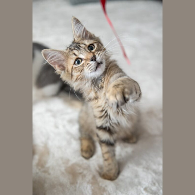 Photo of Pancake
