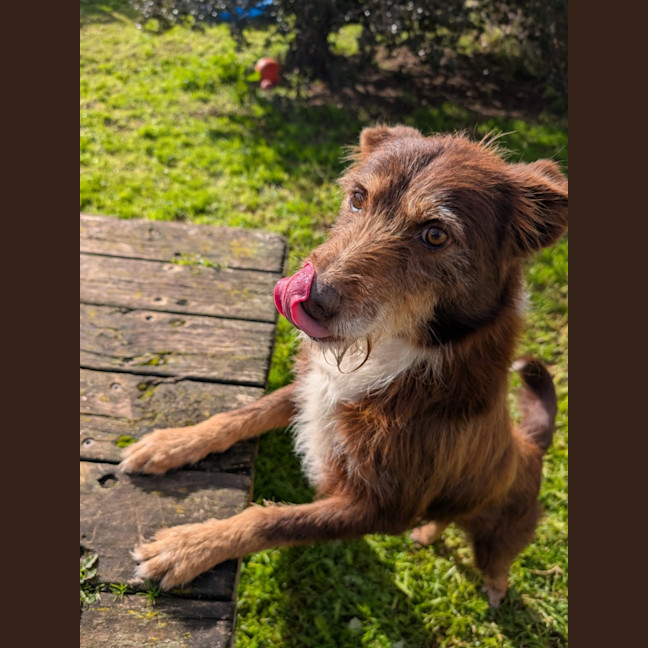 Photo of Paddy