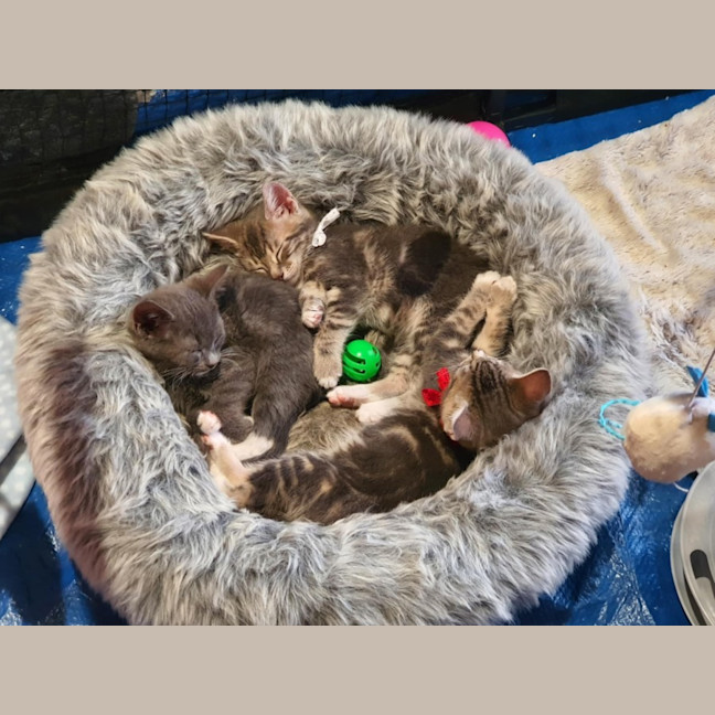 Photo of Cinna ** 2nd Chance Cat Rescue**