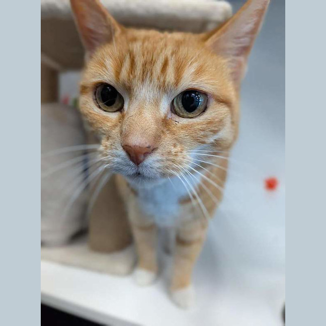 Photo of Goldie