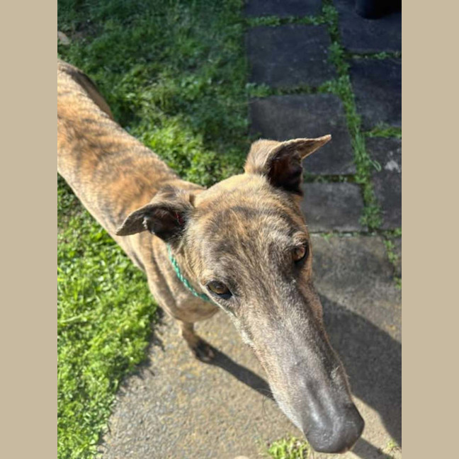 Photo of Tyson, The Greyhound