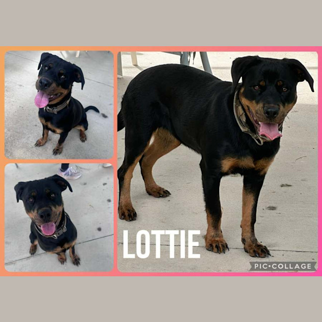 Photo of Lottie