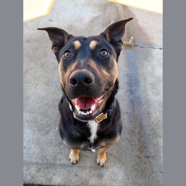 Photo of Rambo